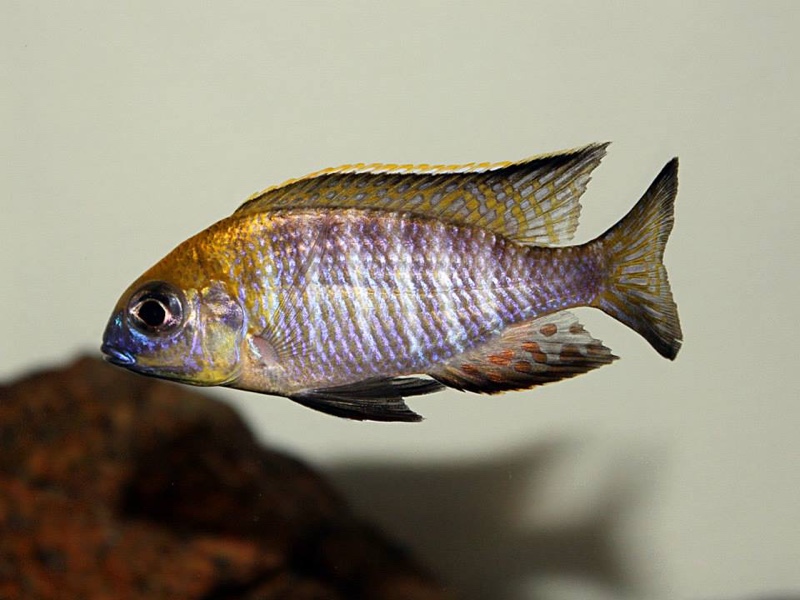 Lethrinops sp. 'yellow collar' Masimbwe Island